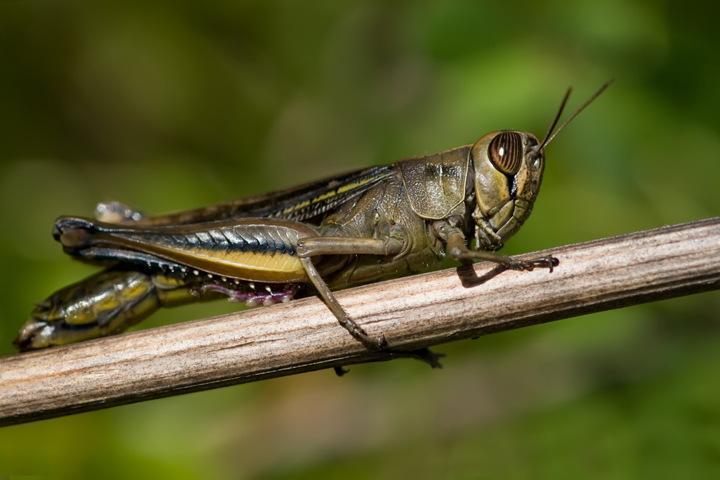 Eyprepocnemis plorans (Acrididae)